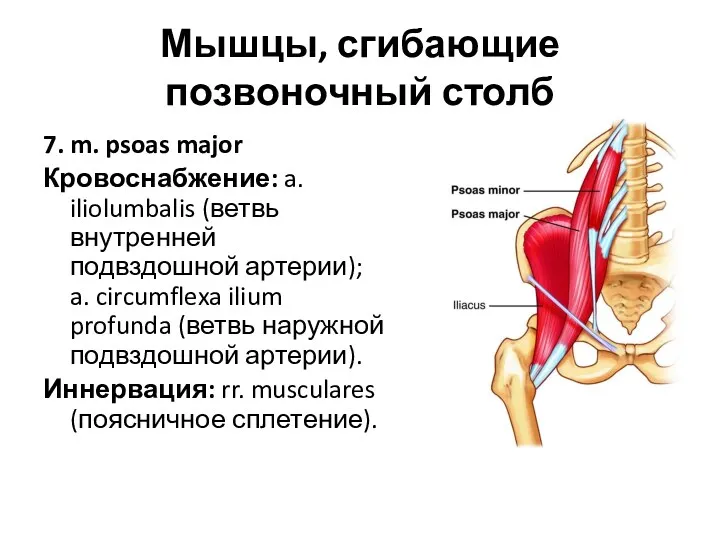 Мышцы, сгибающие позвоночный столб 7. m. psoas major Кровоснабжение: a.