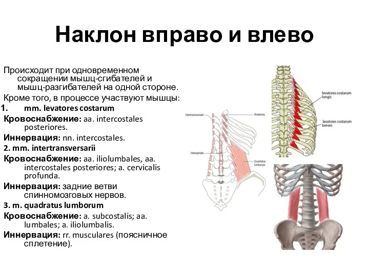 Наклон вправо и влево Происходит при одновременном сокращении мышц-сгибателей и