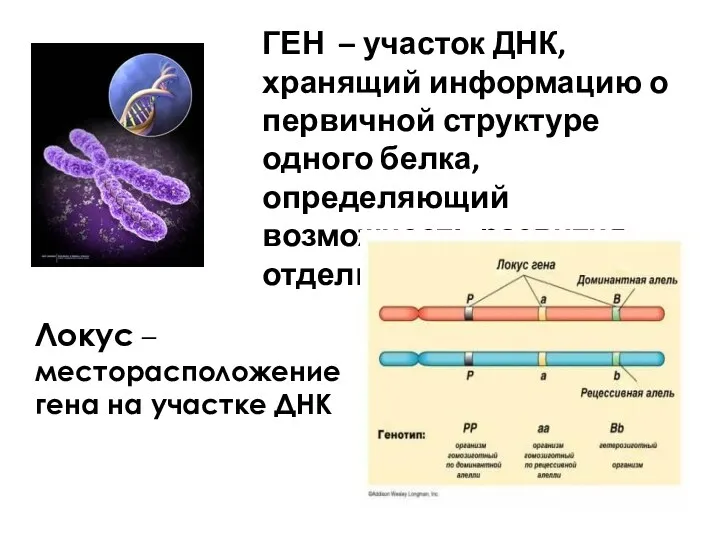 ГЕН – участок ДНК, хранящий информацию о первичной структуре одного