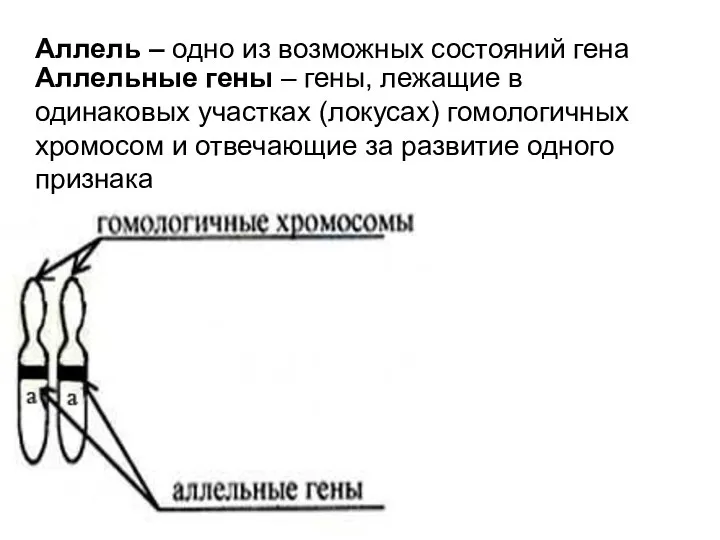 Аллельные гены – гены, лежащие в одинаковых участках (локусах) гомологичных