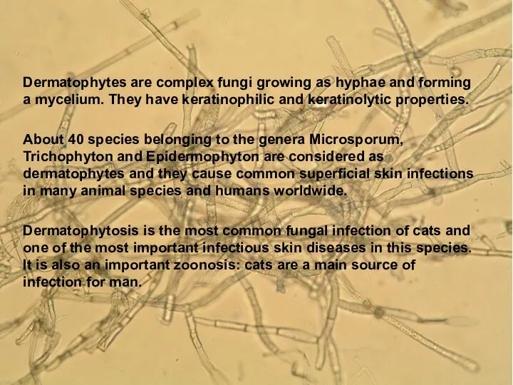 Agent Properties Dermatophytes are complex fungi growing as hyphae and forming a mycelium.