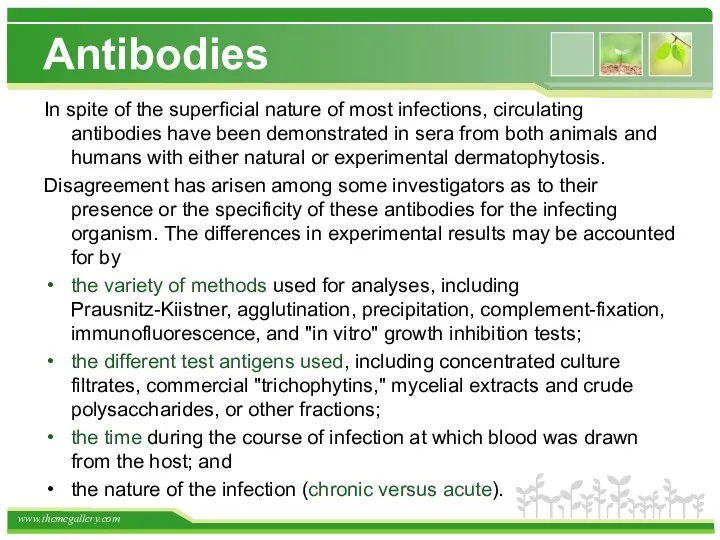 Antibodies In spite of the superficial nature of most infections, circulating antibodies have