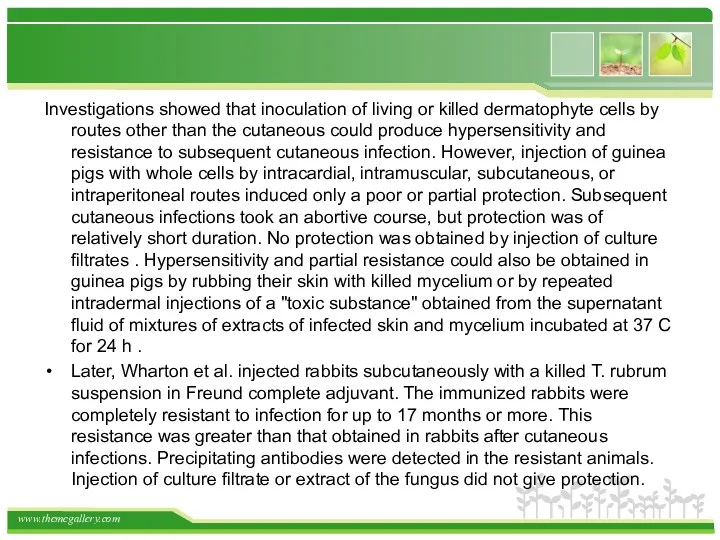Investigations showed that inoculation of living or killed dermatophyte cells by routes other