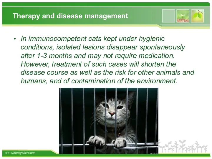 Therapy and disease management In immunocompetent cats kept under hygienic conditions, isolated lesions