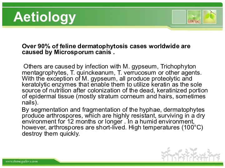 Aetiology Over 90% of feline dermatophytosis cases worldwide are caused by Microsporum canis