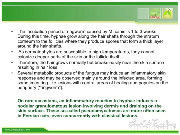 The incubation period of ringworm caused by M. canis is 1 to 3