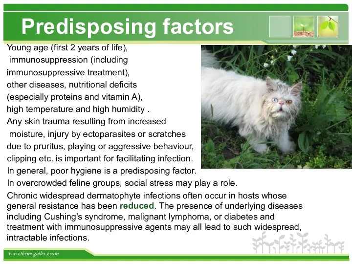 Predisposing factors Young age (first 2 years of life), immunosuppression