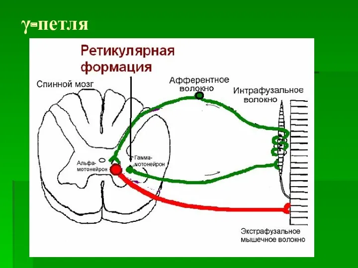 γ-петля