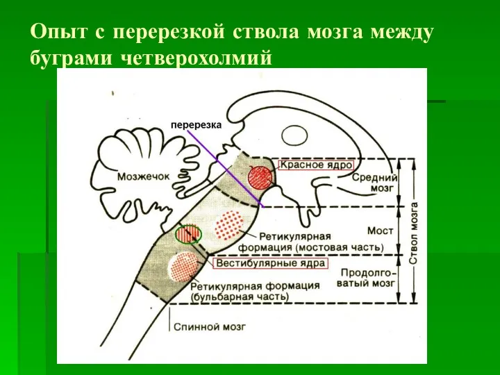 Опыт с перерезкой ствола мозга между буграми четверохолмий