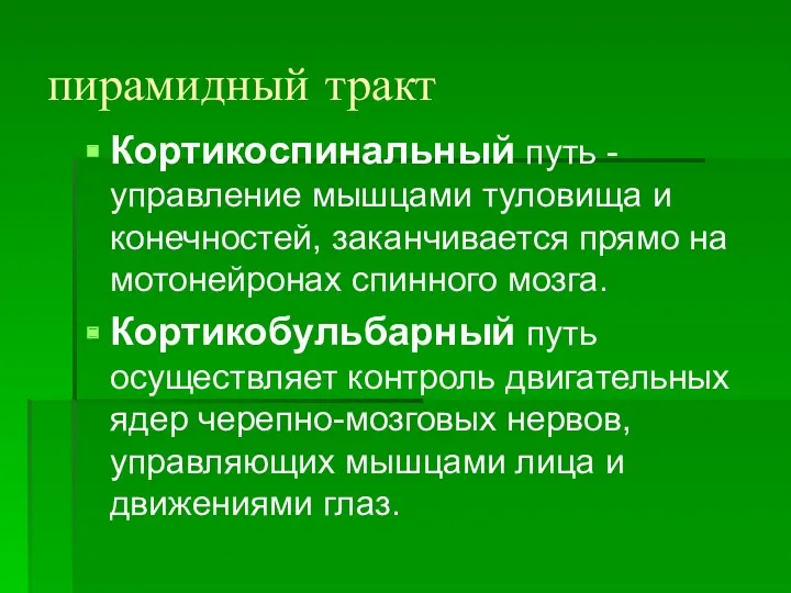 пирамидный тракт Кортикоспинальный путь - управление мышцами туловища и конечностей,