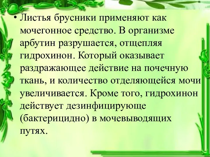 Листья брусники применяют как мочегонное средство. В организме арбутин разрушается,