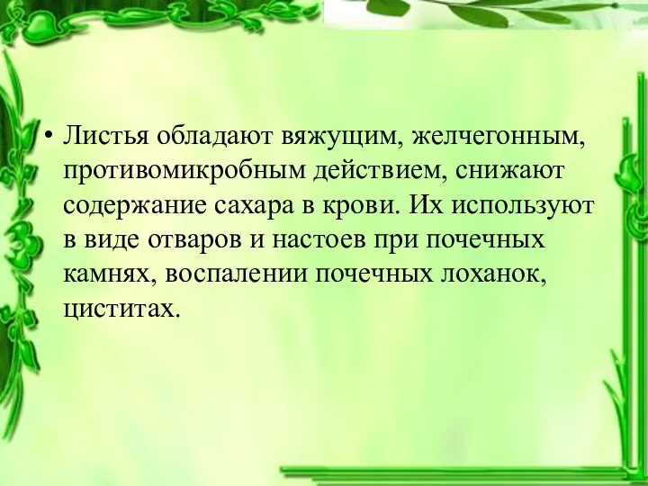 Листья обладают вяжущим, желчегонным, противомикробным действием, снижают содержание сахара в