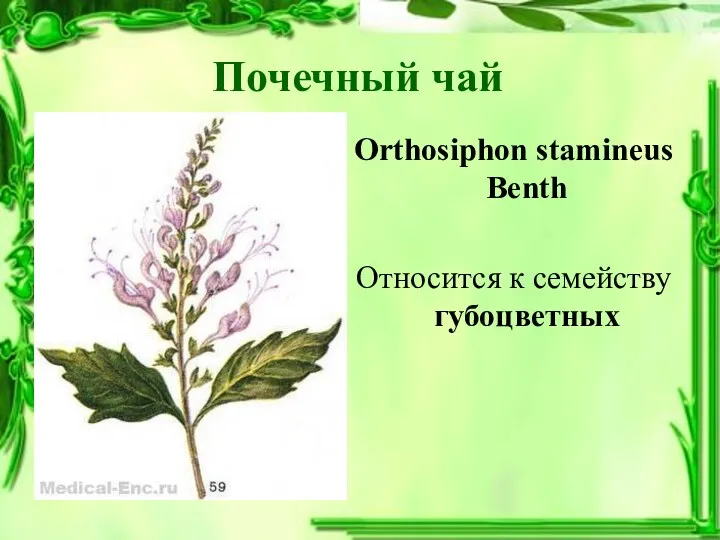 Почечный чай Orthosiphon stamineus Benth Относится к семейству губоцветных