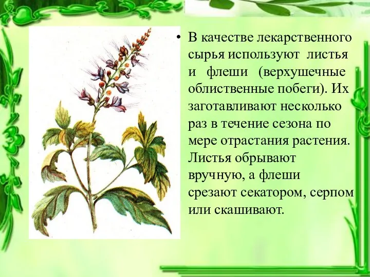 В качестве лекарственного сырья используют листья и флеши (верхушечные облиственные