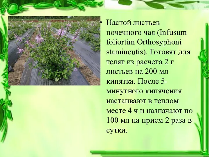 Настой листьев почечного чая (Infusum foliortim Orthosyphoni stamineutis). Готовят для