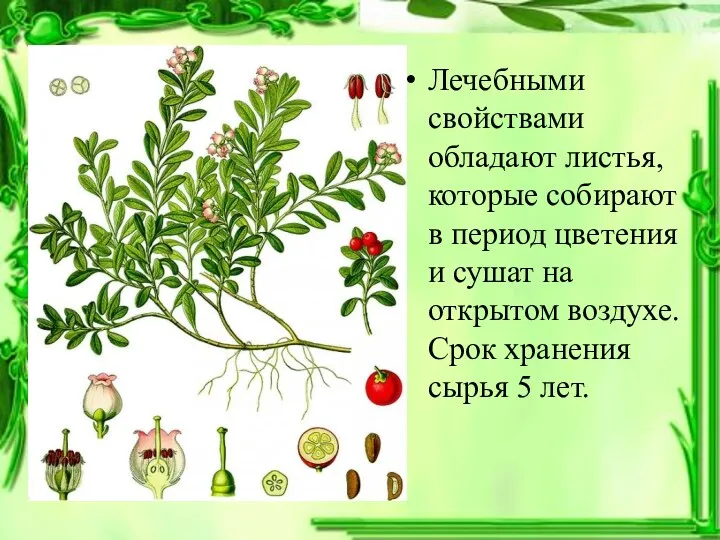 Лечебными свойствами обладают листья, которые собирают в период цветения и