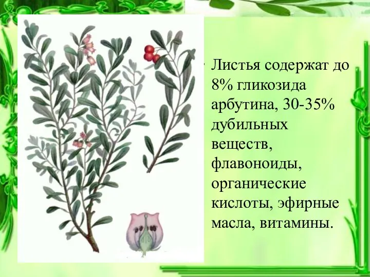 Листья содержат до 8% гликозида арбутина, 30-35% дубильных веществ, флавоноиды, органические кислоты, эфирные масла, витамины.