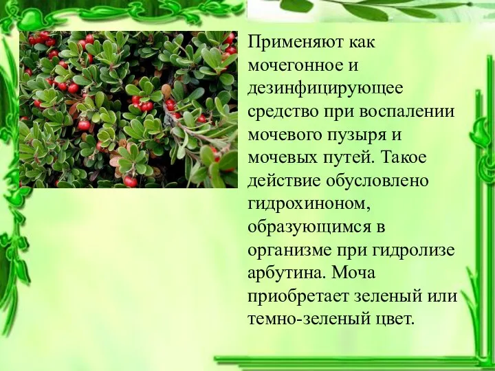 Применяют как мочегонное и дезинфицирующее средство при воспалении мочевого пузыря