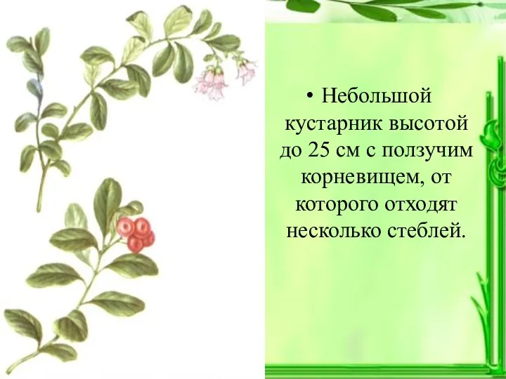 Небольшой кустарник высотой до 25 см с ползучим корневищем, от которого отходят несколько стеблей.