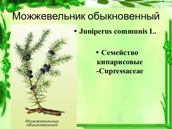 Можжевельник обыкновенный Juniperus communis L. Семейство кипарисовые -Cupressaceae
