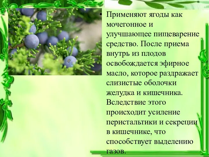 Применяют ягоды как мочегонное и улучшающее пищеварение средство. После приема