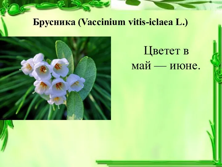 Брусника (Vaccinium vitis-iclaea L.) Цветет в май — июне.