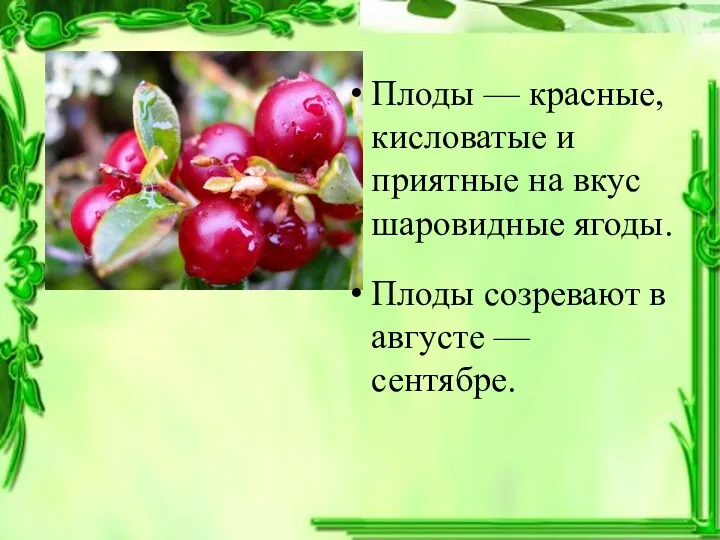 Плоды — красные, кисловатые и приятные на вкус шаровидные ягоды. Плоды созревают в августе — сентябре.