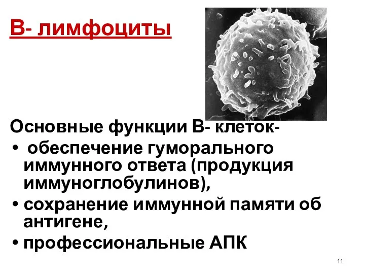 В- лимфоциты Основные функции В- клеток- обеспечение гуморального иммунного ответа