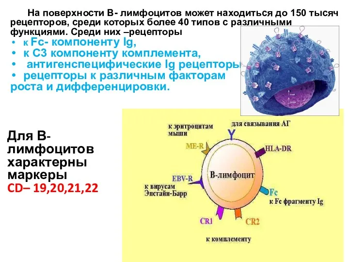 На поверхности В- лимфоцитов может находиться до 150 тысяч рецепторов,