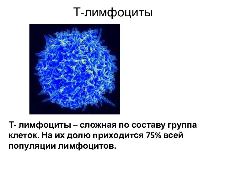 Т-лимфоциты Т- лимфоциты – сложная по составу группа клеток. На