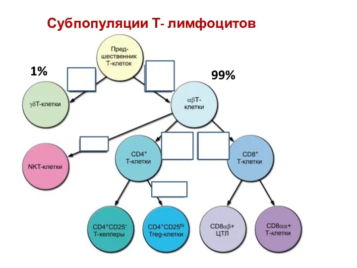 Субпопуляции Т- лимфоцитов 9999 99% 1%