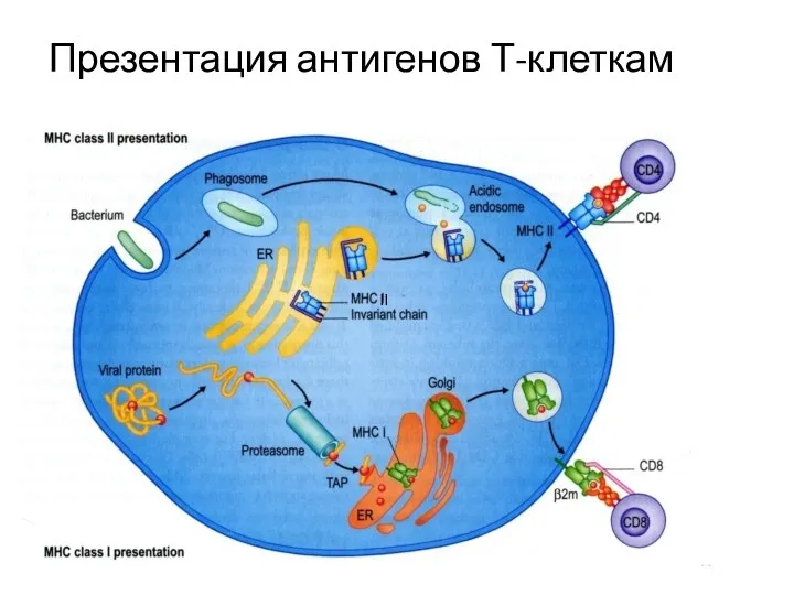 Презентация антигенов Т-клеткам II