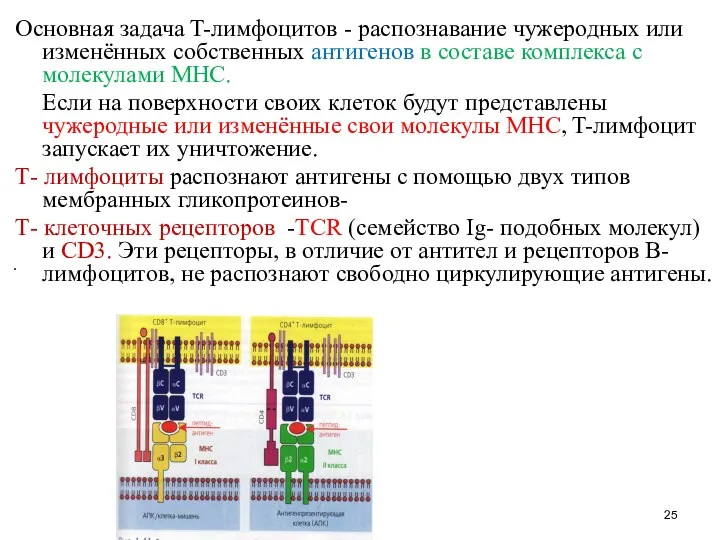 Основная задача T-лимфоцитов - распознавание чужеродных или изменённых собственных антигенов