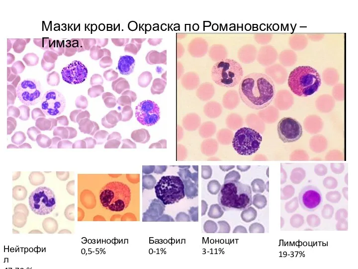 Нейтрофил 47-78 % Эозинофил 0,5-5% Базофил 0-1% Моноцит 3-11% Лимфоциты