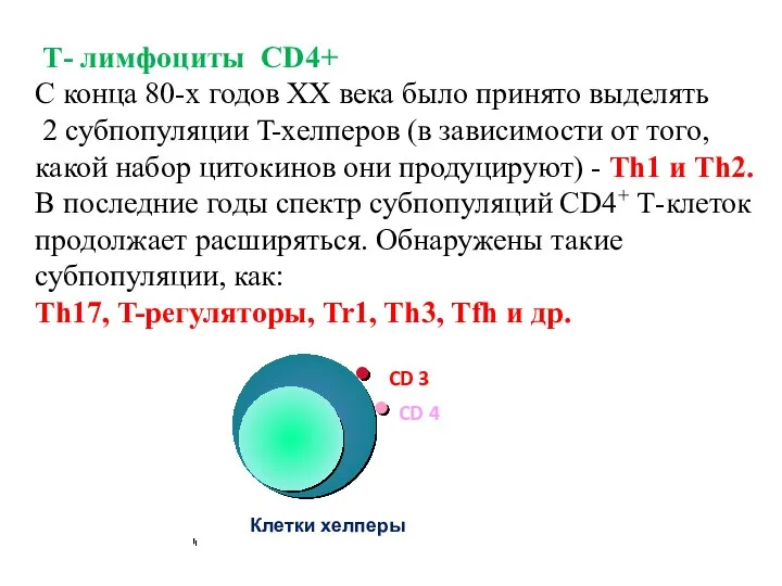 Т- лимфоциты CD4+ С конца 80-х годов XX века было