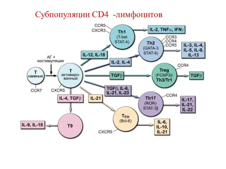 Субпопуляции CD4 -лимфоцитов