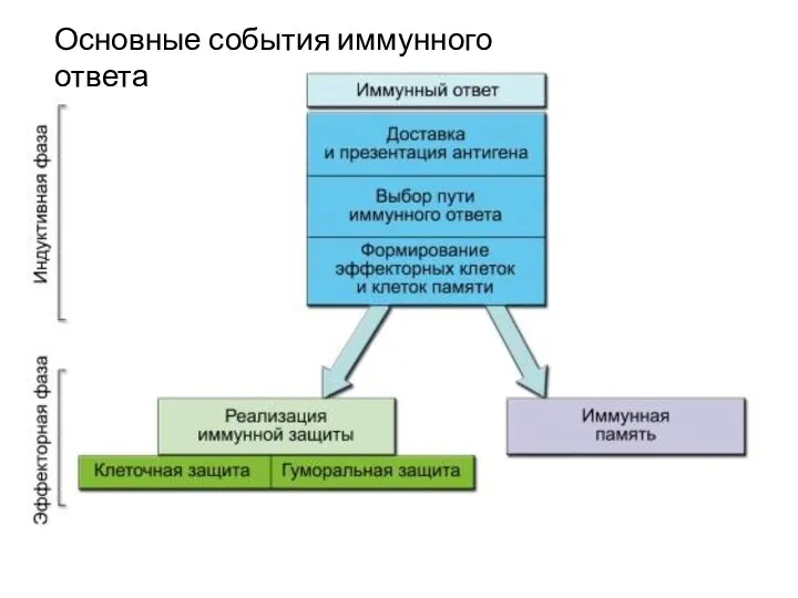 Основные события иммунного ответа