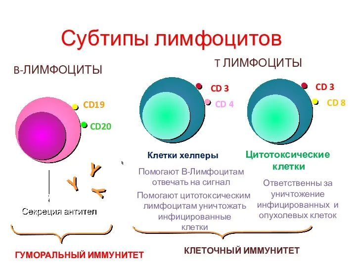 Субтипы лимфоцитов B-ЛИМФОЦИТЫ Ответственны за уничтожение инфицированных и опухолевых клеток T ЛИМФОЦИТЫ