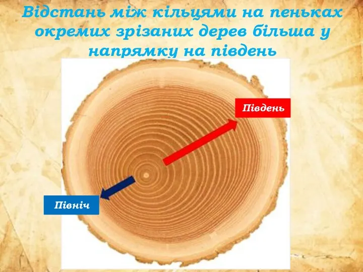 Відстань між кільцями на пеньках окремих зрізаних дерев більша у напрямку на південь Південь Північ