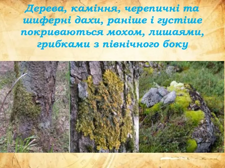 Дерева, каміння, черепичні та шиферні дахи, раніше і густіше покриваються мохом, лишаями, грибками з північного боку