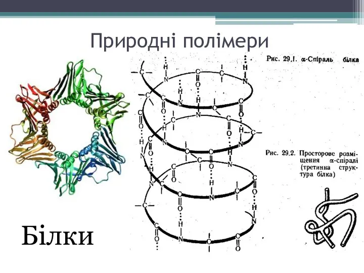 Природні полімери Білки