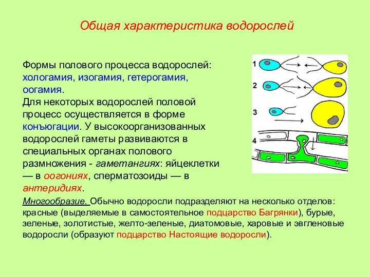 Формы полового процесса водорослей: хологамия, изогамия, гетерогамия, оогамия. Для некоторых