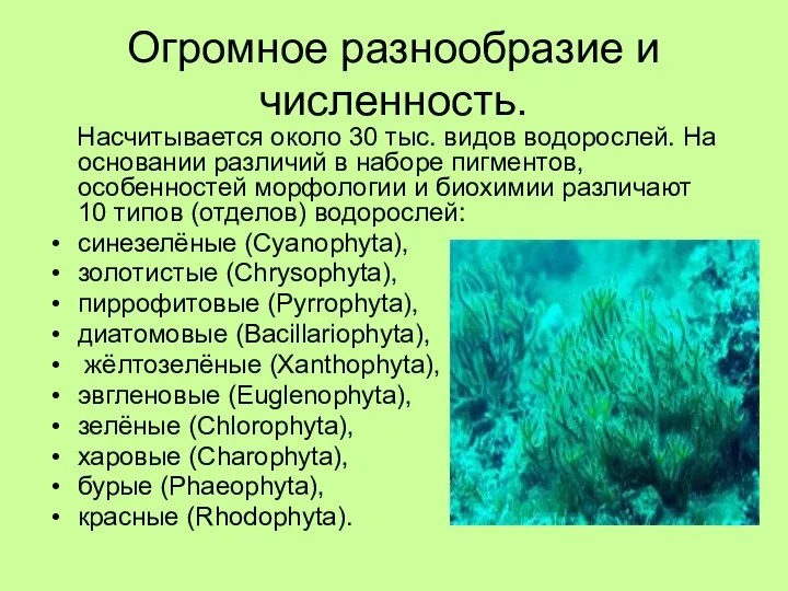 Огромное разнообразие и численность. Насчитывается около 30 тыс. видов водорослей.