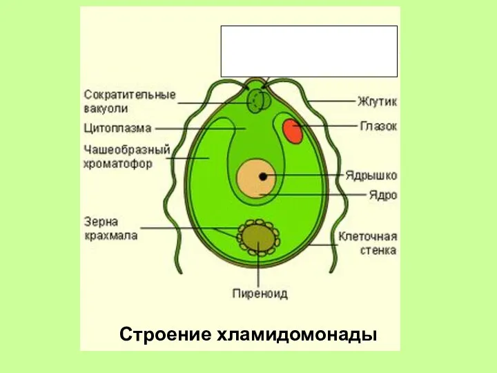 Строение хламидомонады