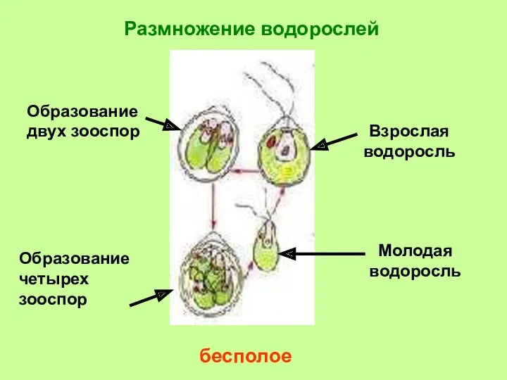 Размножение водорослей бесполое Взрослая водоросль Молодая водоросль Образование двух зооспор Образование четырех зооспор