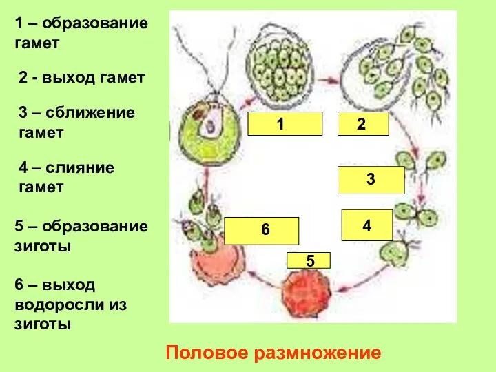 Половое размножение 1 – образование гамет 2 - выход гамет