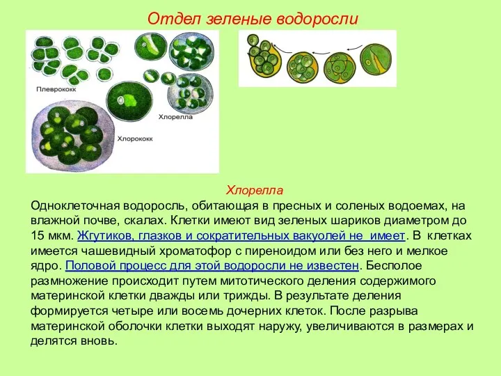 Хлорелла Одноклеточная водоросль, обитающая в пресных и соленых водоемах, на