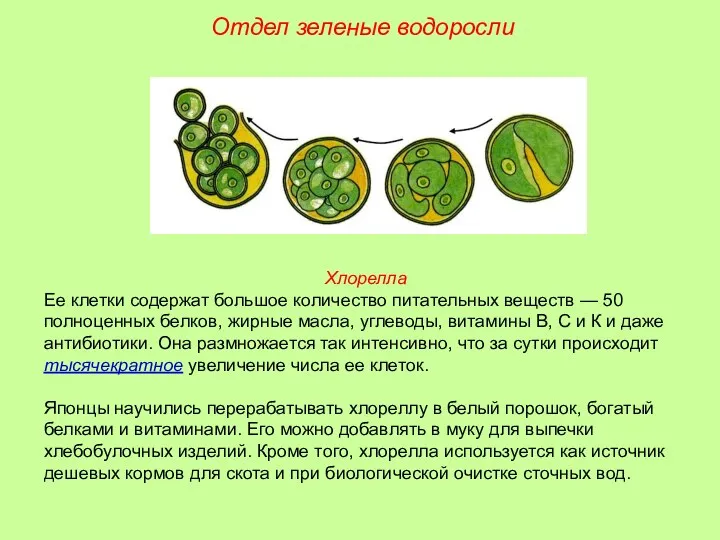 Хлорелла Ее клетки содержат большое количество питательных веществ — 50