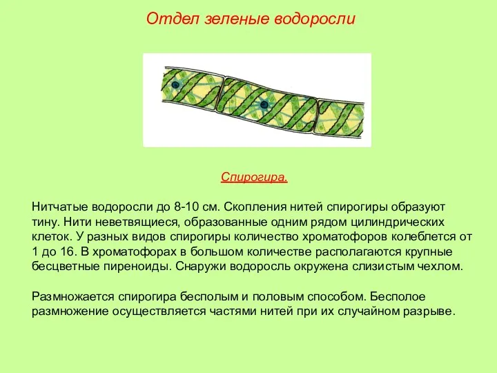 Спирогира. Нитчатые водоросли до 8-10 см. Скопления нитей спирогиры образуют