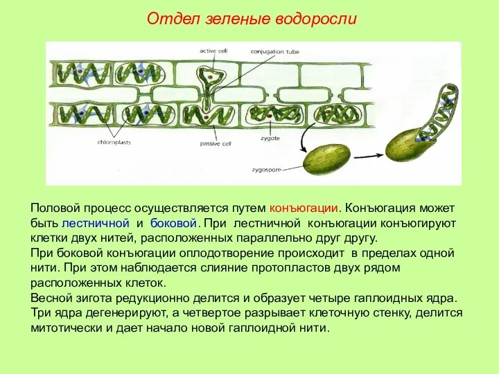 Половой процесс осуществляется путем конъюгации. Конъюгация может быть лестничной и